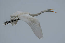 Great Egret