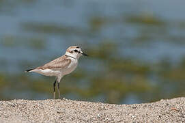 Kentish Plover