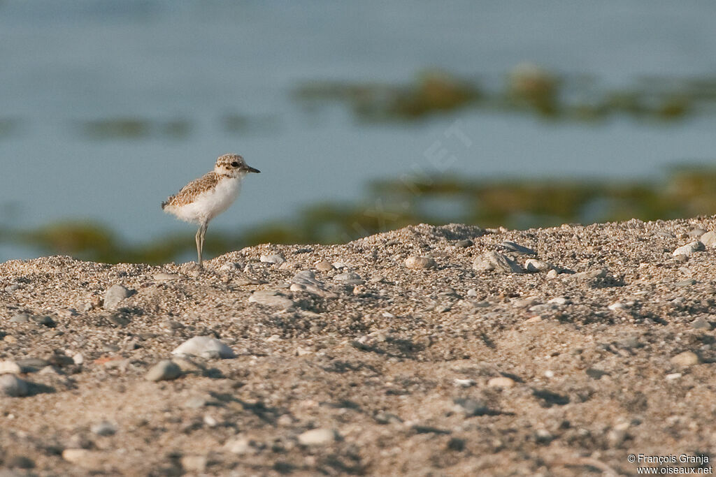 Gravelot à collier interrompujuvénile