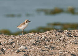 Kentish Plover