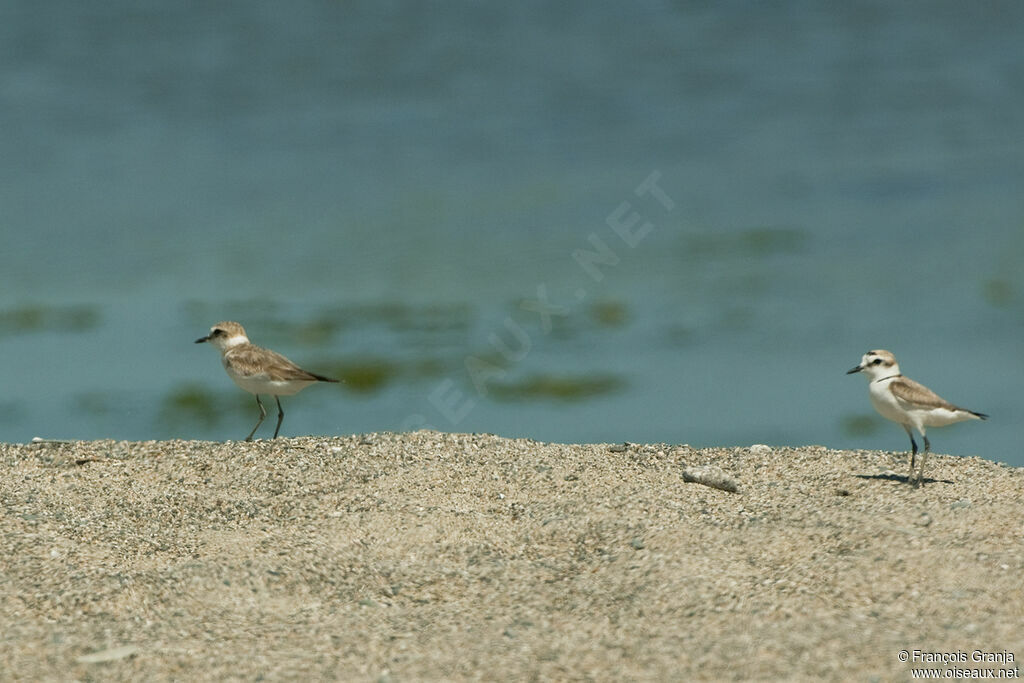 Kentish Plover adult