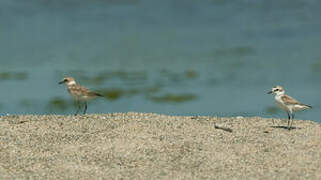 Kentish Plover