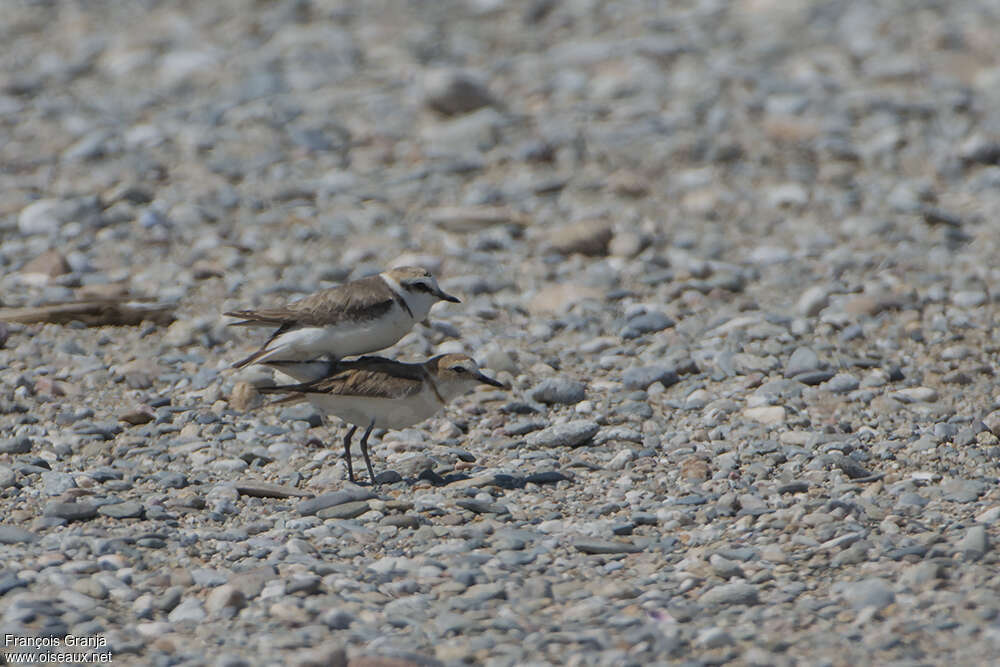 Gravelot à collier interrompuadulte, accouplement.