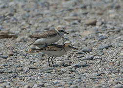 Kentish Plover