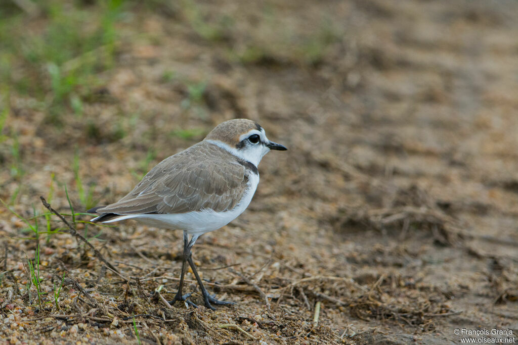 Kentish Plover