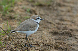 Kentish Plover