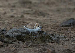 White-fronted Plover