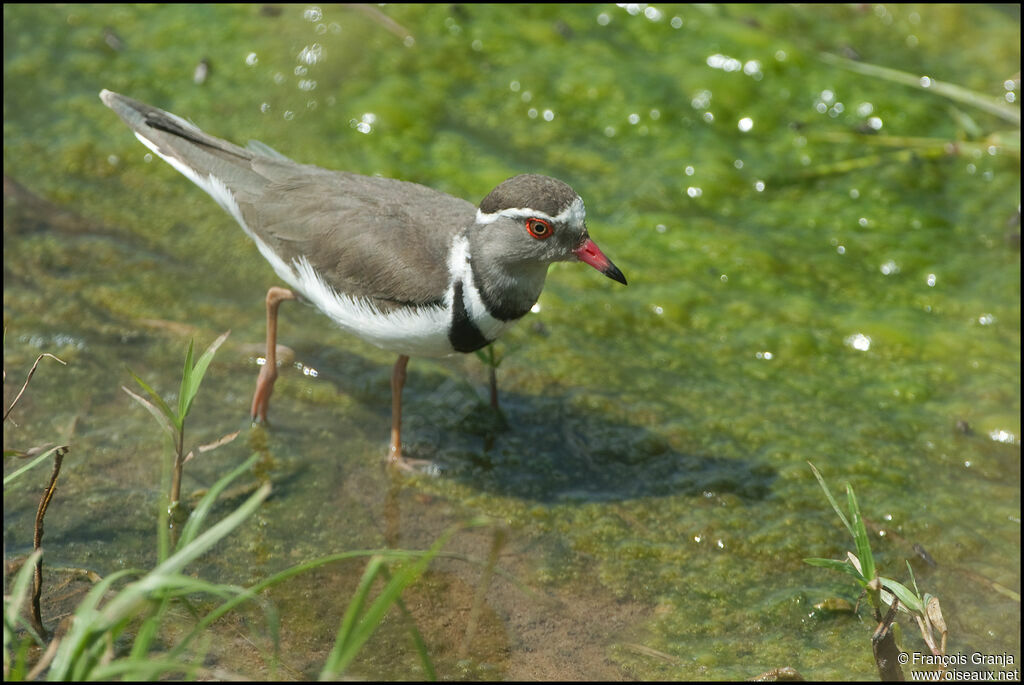 Three-banded Ploveradult