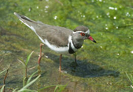 Three-banded Plover