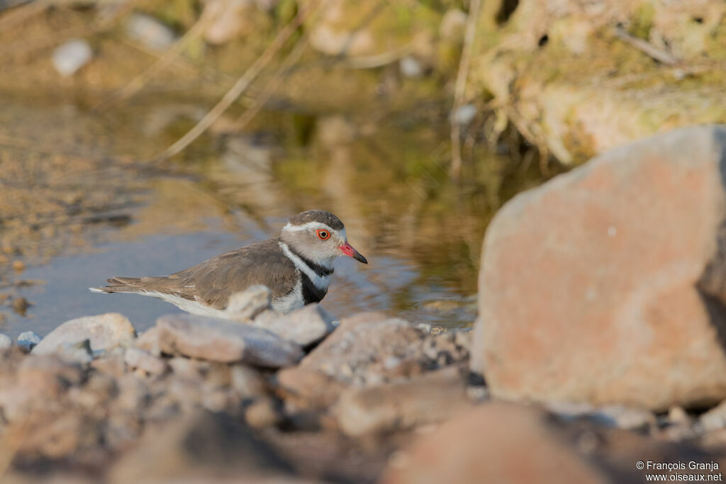 Three-banded Plover male