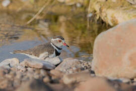 Three-banded Plover