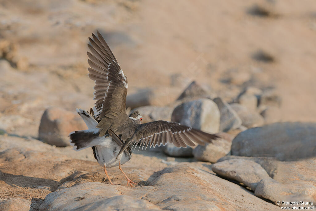 Three-banded Ploveradult, mating.