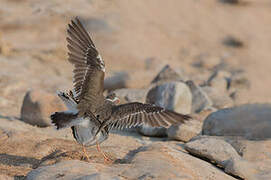 Three-banded Plover