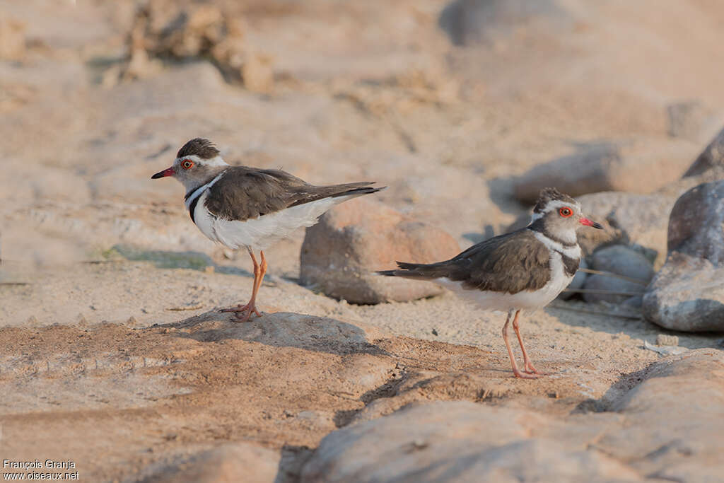 Three-banded Ploveradult, habitat