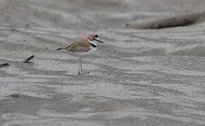 Collared Plover