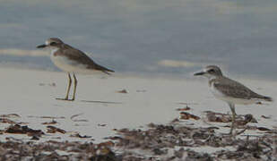 Greater Sand Plover