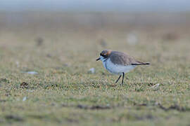 Puna Plover