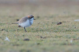 Puna Plover