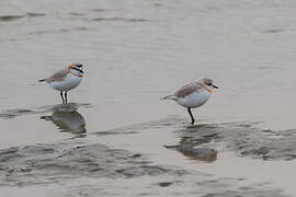 Chestnut-banded Plover