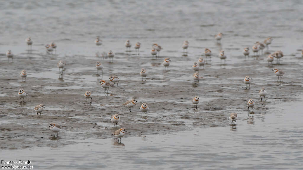 Gravelot élégant, habitat, pêche/chasse