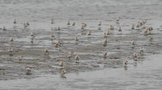 Chestnut-banded Plover