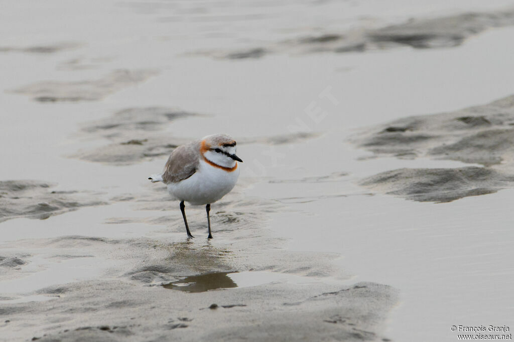 Chestnut-banded Plover