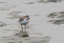 Chestnut-banded Plover