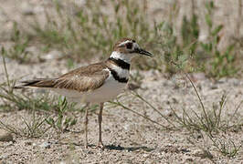 Killdeer