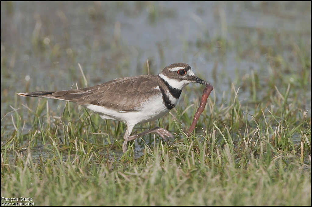 Gravelot kildiradulte, régime, pêche/chasse