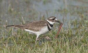 Killdeer