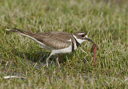 Killdeer