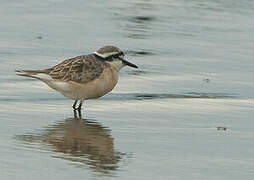 Kittlitz's Plover