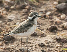 Kittlitz's Plover