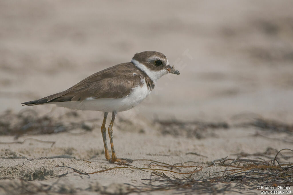 Semipalmated Ploveradult