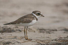 Semipalmated Plover