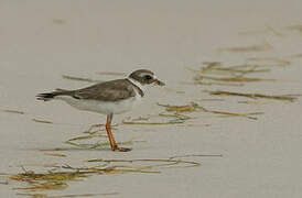 Semipalmated Plover