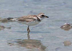 Semipalmated Plover