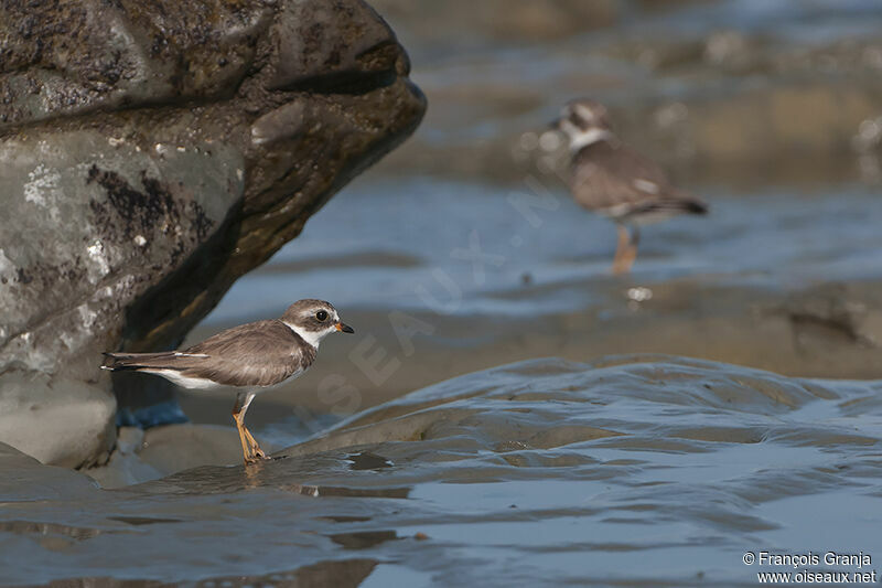 Semipalmated Ploveradult