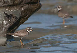 Semipalmated Plover