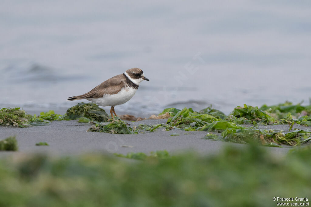 Semipalmated Plover