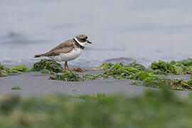 Semipalmated Plover