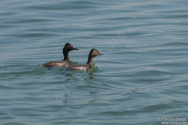 Black-necked Grebe adult