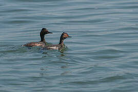 Black-necked Grebe