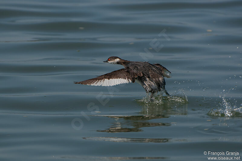 Black-necked Grebeadult