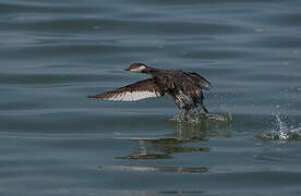 Black-necked Grebe