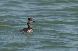 Black-necked Grebe