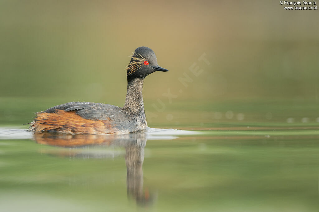 Black-necked Grebe