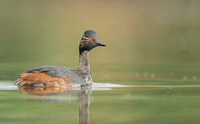 Black-necked Grebe