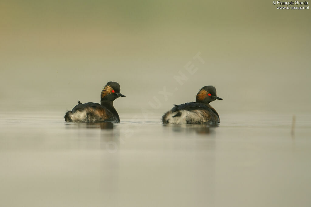 Black-necked Grebe