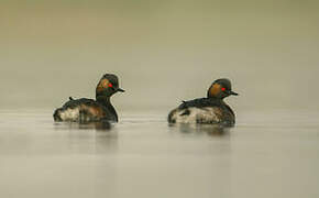 Black-necked Grebe